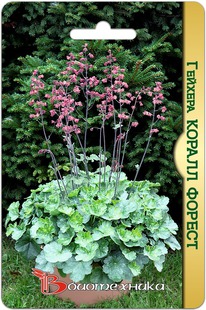 ������� �������- ������� ������ ������