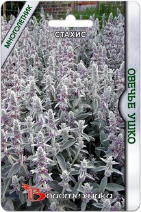 ������ (������ ������������) ������ ����