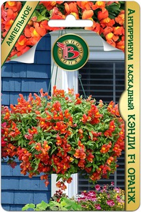 ���������� ��������� ����� F1 �����