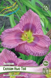 �������� ������ ��� ���, I