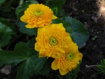 ��������� �������� �����������, I