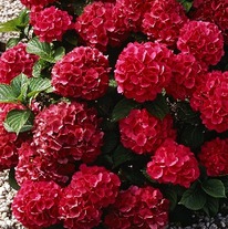 ��������� ����������. ������������, P9, � ���.