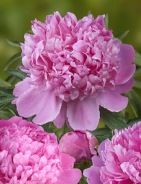 ���� ���� ���� ��� 2/3n