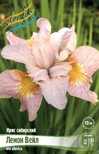 ���� ��������� ����� ����