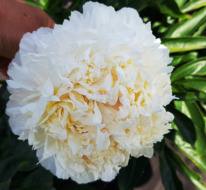 ���� ������ ����