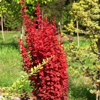 �������� �������� ��� �����