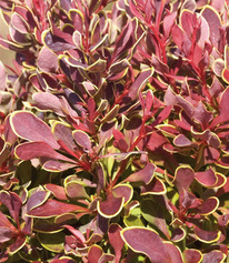 �������� �������� ������ ����