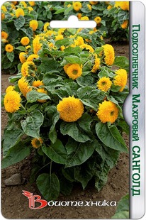 ������������ �������� �������