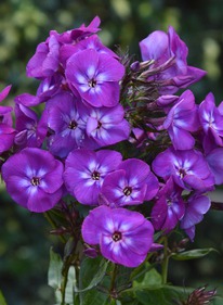 ����� ������