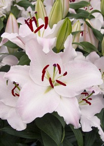 ����� ���������, 13/14, ����.