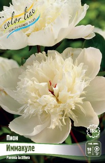 ���� ��������, 2/3n