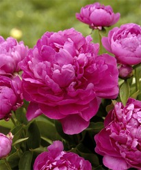 ���� ����� ��� ����, 2/3n