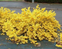 �������� ������������� ���� Ē��, P9