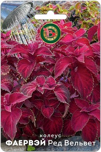 ������ ������� ��� �������