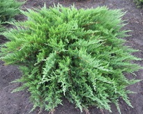 ������������ ��������