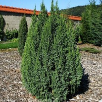 ������������ ����� ������