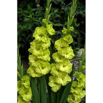 ��������� ���� ����