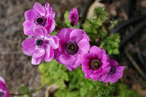 ������� �������