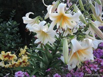 ����� ������ ���