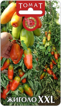 ����� ������ XXL