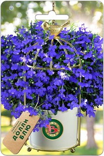 ������� �������� ����� ���