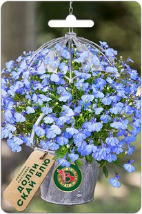 ������� �������� ����� ���� ���