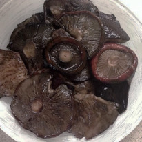 ������ ������ ������ ������ (�����, 6-9��)