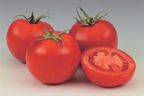 ������ ������ �� 12 F1: 10 ��. Syngenta