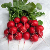 ������ ������ ����� F1 : 2�� Vilmorin