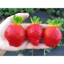 ��������� ���������