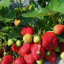 ��������� �������� ��������� ������������