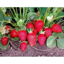 ��������� �����