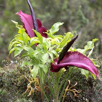 ����������� ���������