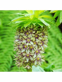 ������� �������