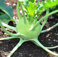 ������ �������� ������ F1 : 10�� Bejo