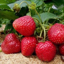 �������� ������