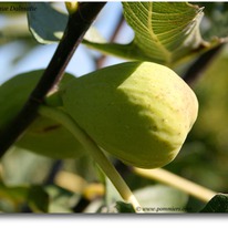 ����� ����������