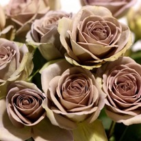 ���� �������