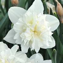 �������� ��� ����