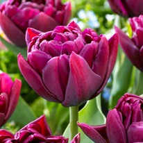 �������� ������ ������