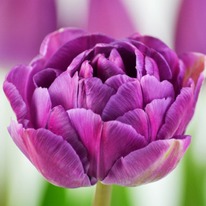 �������� ��� �������