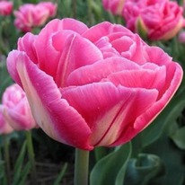 �������� ���