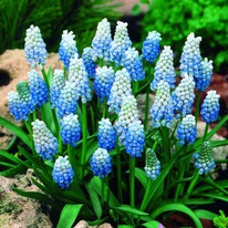 ������� ����������