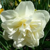 �������� �����