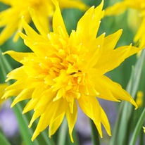 �������� ��� ��� ������