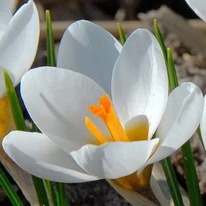 ������ ��� ����