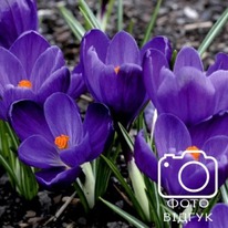 ������ ����� ���