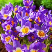 ������ ��������