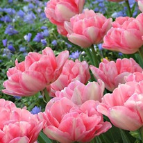 �������� ��������