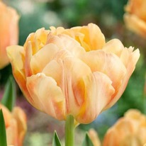 �������� ����� ��������